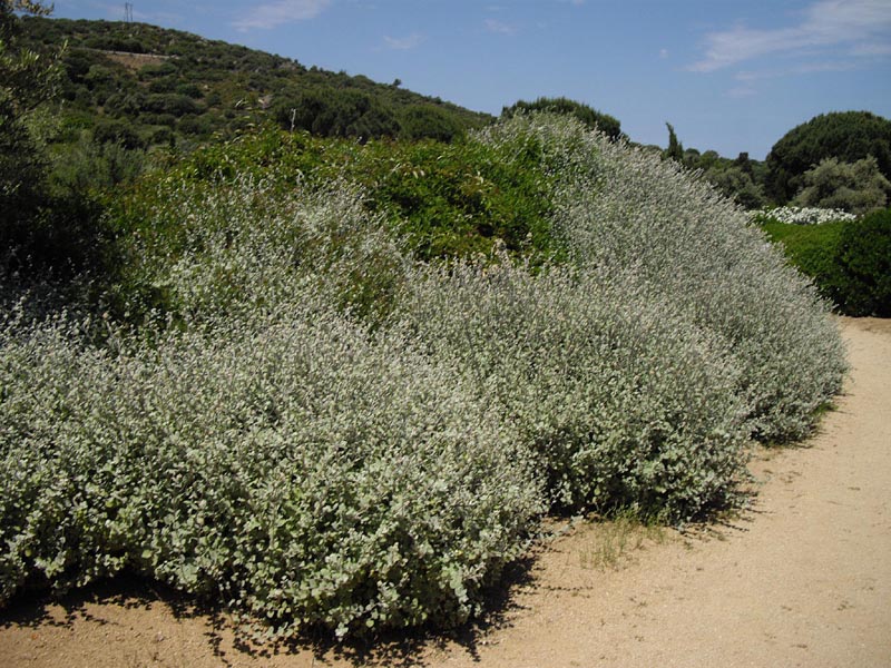 Helichrysum petiolare photo